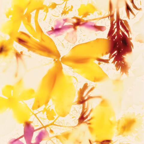 Skyline Design-Chimera by Doug Fogelson