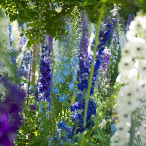 Skyline Design-Delphinium by Florence Delva