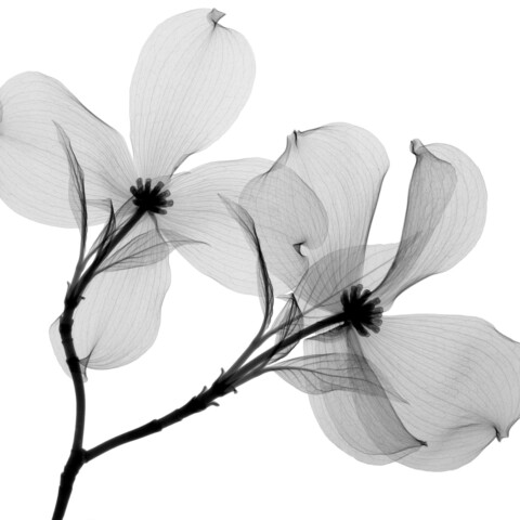 Skyline Design-Dogwood 1 by Steven Meyers