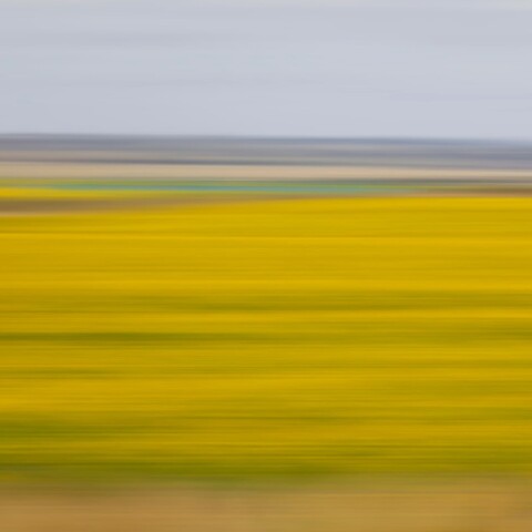 Skyline Design-Forgotten Flowers by Bonnie Edelman