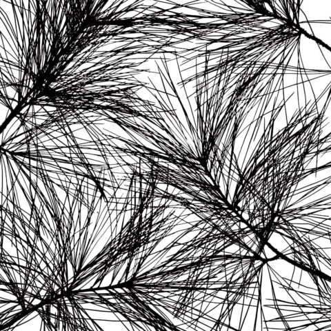 Skyline Design-Pine 1 by Zeva Oelbaum