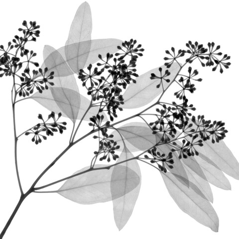 Skyline Design-Seeded Eucalyptus 1 by Steven Meyers