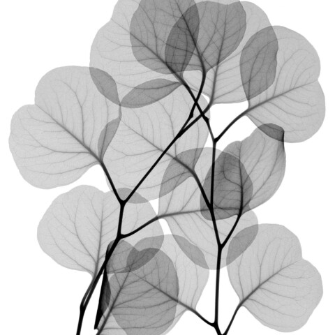 Skyline Design-Sheer 1 by Steven Meyers