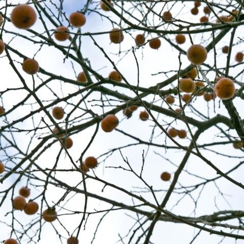 Skyline Design-Wild Persimmon 1 by Henry Domke