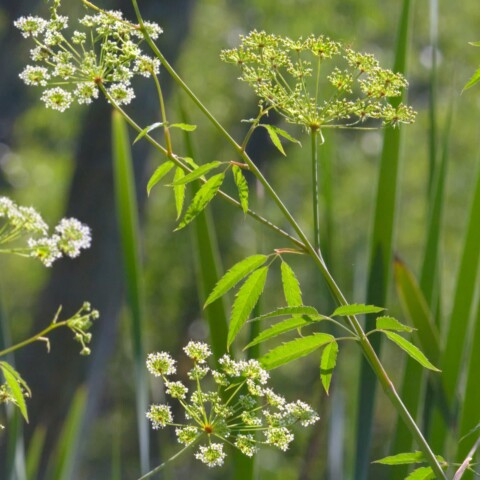 Skyline Design-Wildflower 1 by Henry Domke