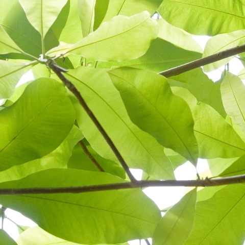 Skyline Design-Cucumber 1